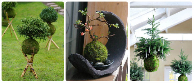 Kokedama moss balls in unusual settings